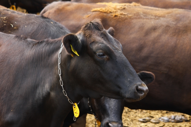 the safety of domestic high-quality beef 